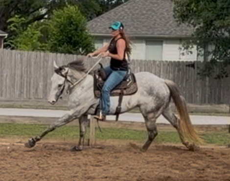 HorseID: 2315844 ZEUS - PhotoID: 1102098