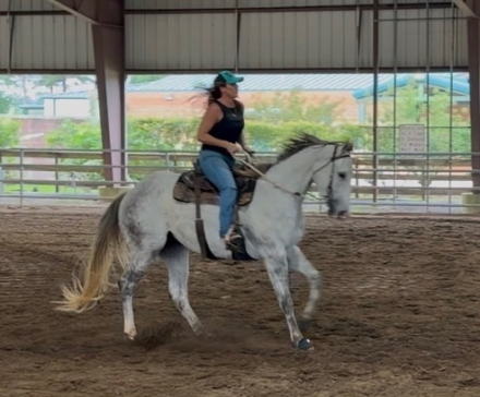 HorseID: 2315844 ZEUS - PhotoID: 1102099