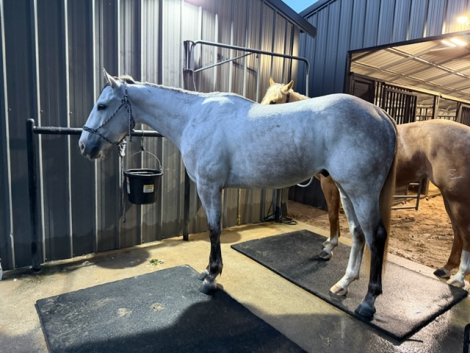 HorseID: 2315844 ZEUS - PhotoID: 1102100