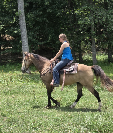 HorseID: 2315850 Tanner - PhotoID: 1102114