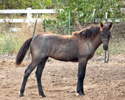 HorseID: 2315852 Moonlight Serenade - PhotoID: 1102200