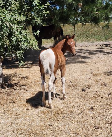 HorseID: 2315855 Jacks Midnight Spark - PhotoID: 1102116