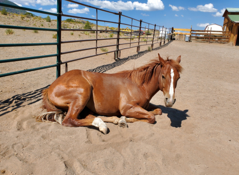 HorseID: 2315863 TAMU A STYLISHBOOMER - PhotoID: 1102124