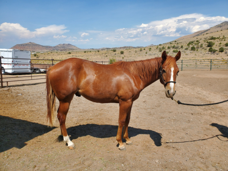 HorseID: 2315863 TAMU A STYLISHBOOMER - PhotoID: 1102122