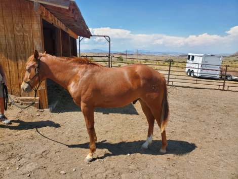 HorseID: 2315863 TAMU A STYLISHBOOMER - PhotoID: 1102123