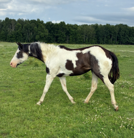 HorseID: 2315866 PQF Maximum Lady - PhotoID: 1102125