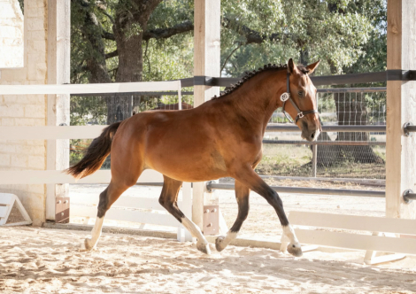 HorseID: 2315871 Une Rose BRB - PhotoID: 1102128