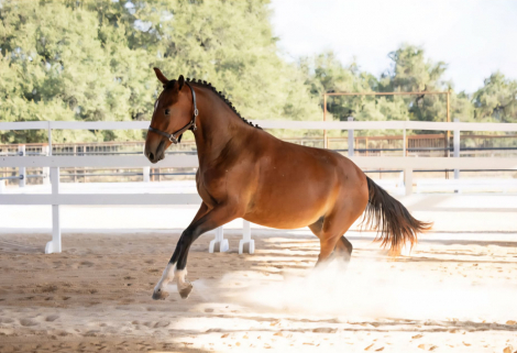 HorseID: 2315871 Une Rose BRB - PhotoID: 1102129