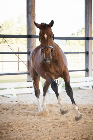 HorseID: 2315871 Une Rose BRB - PhotoID: 1102130