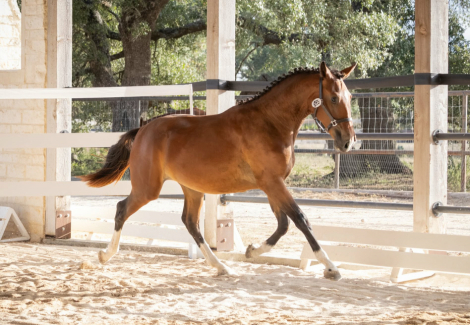 HorseID: 2315871 Une Rose BRB - PhotoID: 1102131