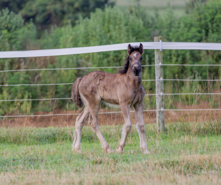 HorseID: 2315872 Black Velvet - PhotoID: 1102132