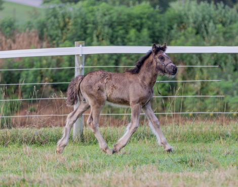 HorseID: 2315872 Black Velvet - PhotoID: 1102133