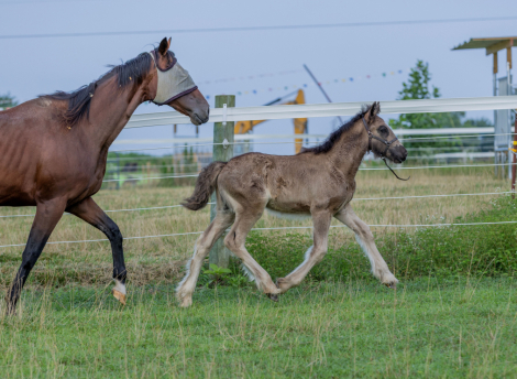 HorseID: 2315872 Black Velvet - PhotoID: 1102134