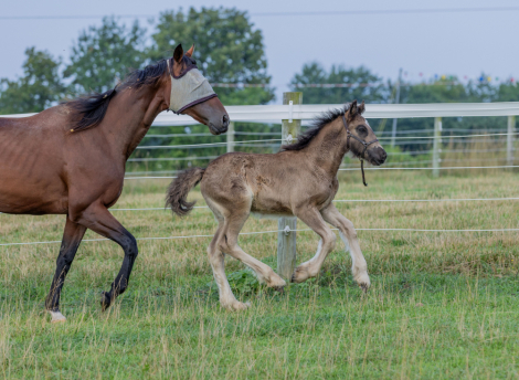 HorseID: 2315872 Black Velvet - PhotoID: 1102135