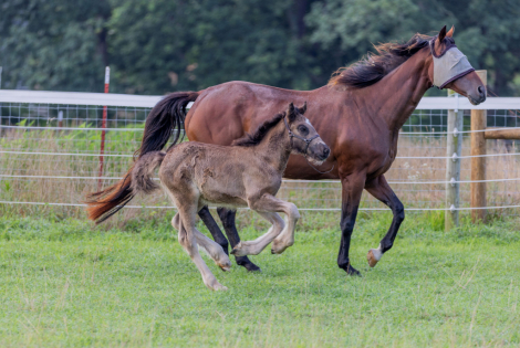 HorseID: 2315872 Black Velvet - PhotoID: 1102136