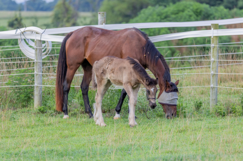 HorseID: 2315872 Black Velvet - PhotoID: 1102137