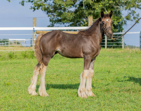 HorseID: 2315872 Black Velvet - PhotoID: 1102133
