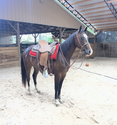 HorseID: 2315873 PEPTOS STYLISH OAKIE - PhotoID: 1102138