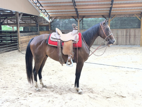 HorseID: 2315873 PEPTOS STYLISH OAKIE - PhotoID: 1102139