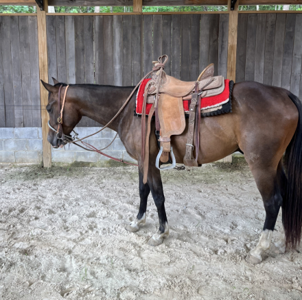 HorseID: 2315873 PEPTOS STYLISH OAKIE - PhotoID: 1102140