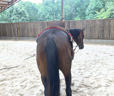 HorseID: 2315873 PEPTOS STYLISH OAKIE - PhotoID: 1102141