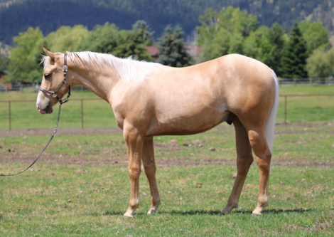 HorseID: 2315874 DM DUEL ROYAL CAT - PhotoID: 1102142