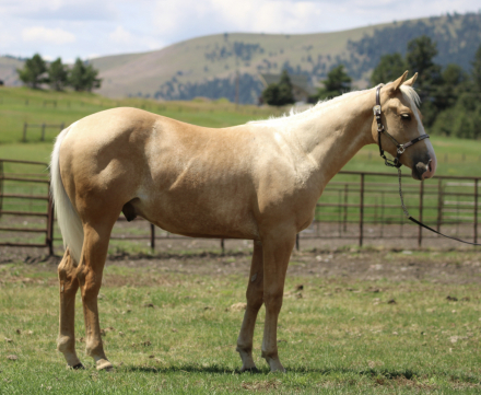 HorseID: 2315874 DM DUEL ROYAL CAT - PhotoID: 1102143