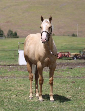 HorseID: 2315874 DM DUEL ROYAL CAT - PhotoID: 1102144