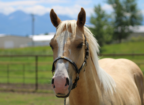 HorseID: 2315874 DM DUEL ROYAL CAT - PhotoID: 1102145