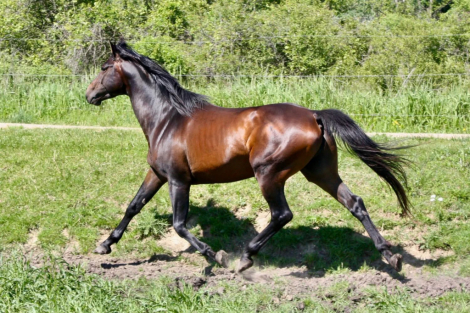 HorseID: 2315879 Tsunami - PhotoID: 1102148