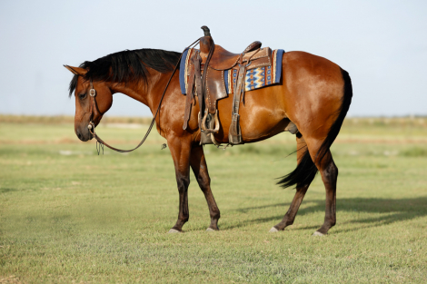 HorseID: 2315881 Sun Frosted Pistol - PhotoID: 1102153