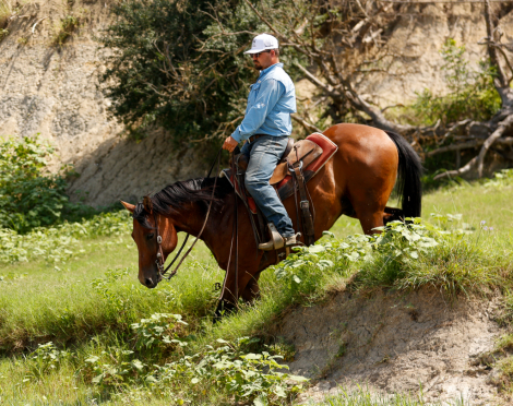 HorseID: 2315881 Sun Frosted Pistol - PhotoID: 1102154