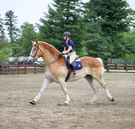 HorseID: 2315884 MA Nash - PhotoID: 1102158