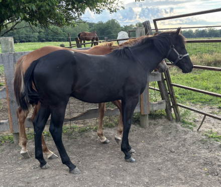 HorseID: 2315885 Boxcstables@gmail.com - PhotoID: 1102159