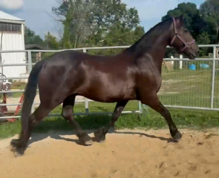 HorseID: 2315888 Manny - PhotoID: 1102201