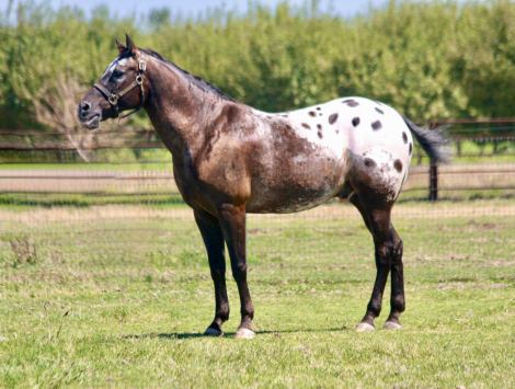 HorseID: 2315890 TIGERS DICEY SECRET - PhotoID: 1102161