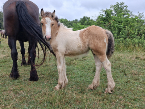 HorseID: 2315891 AKH Ember - PhotoID: 1102162