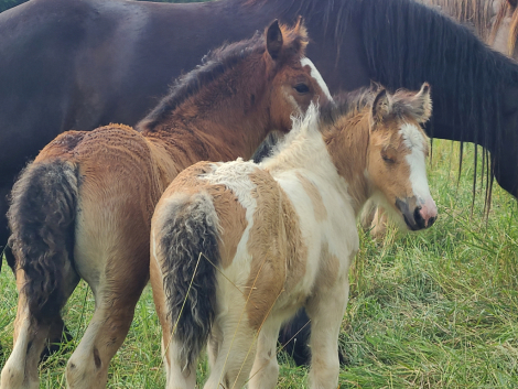 HorseID: 2315891 AKH Ember - PhotoID: 1102163