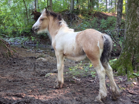 HorseID: 2315891 AKH Ember - PhotoID: 1102164
