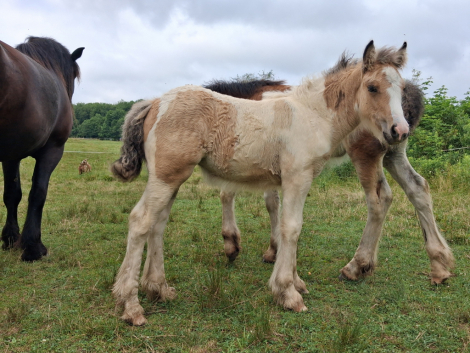 HorseID: 2315891 AKH Ember - PhotoID: 1102165