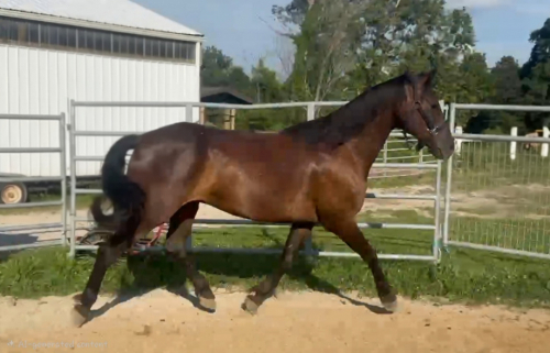 HorseID: 2315892 Thunder - PhotoID: 1102202