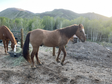 HorseID: 2315896 Happy - PhotoID: 1102168