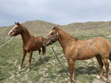 HorseID: 2315896 Happy - PhotoID: 1102169