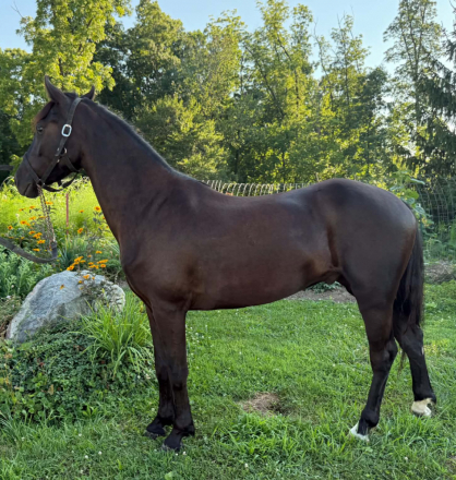HorseID: 2315897 Stormy - PhotoID: 1102203