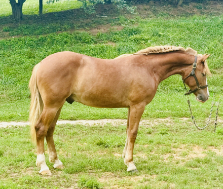 HorseID: 2315898 Pickle - PhotoID: 1102170