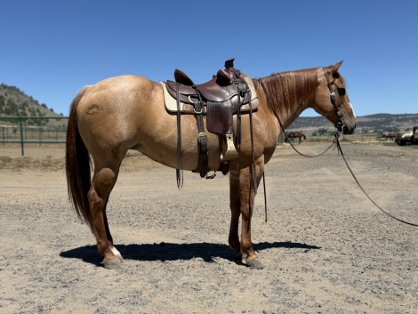 HorseID: 2315899 Chex Out This Tang - PhotoID: 1102171