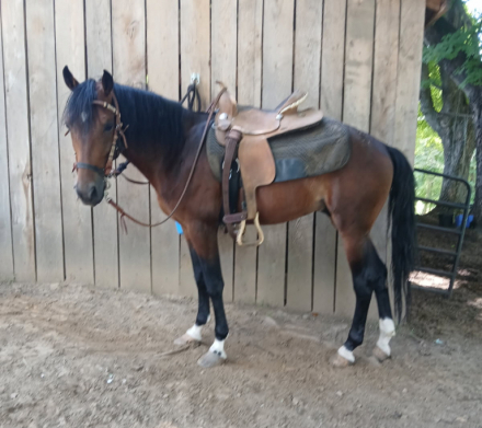 HorseID: 2315901 Winston - PhotoID: 1102176