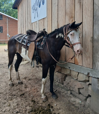 HorseID: 2315902 Tucci - PhotoID: 1102175