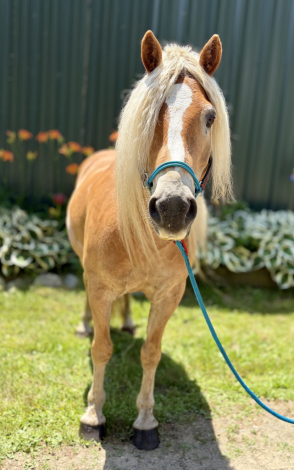 HorseID: 2315903 Mountain Top Lance BOV - PhotoID: 1102177