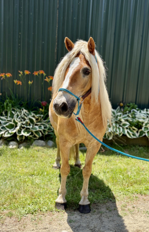 HorseID: 2315903 Mountain Top Lance BOV - PhotoID: 1102178